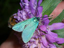 Adscita statices (Ampfer-Grünwidderchen) / ZYGAENIDAE/Procridinae (Widderchen)