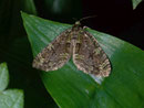 Episauris kiliani / GEOMETRIDAE/Larentiinae (Spanner)