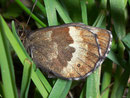 Erebia euryale adyte (Weibchen) / CH VS Zwischbergental 1425 m, 11. 07. 2008