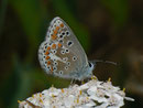 Aricia artaxerxes allous / CH VS Zermatt 1650 m, 26. 08. 2010