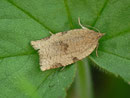 Lozotaenia foresterana / TORTRICIDAE/Archipini (Wickler)