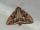 Apamea monoglypha (Grosse Grasbüscheleule) / CH BE Hasliberg 1050 m, 24. 07. 2012