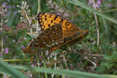 Argynnis niobe (Stiefmütterchen-Perlmuttfalter, Paarung) / CH VS Valsorey, 26. 07. 2006