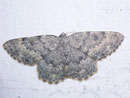 Charissa glaucinaria (Grüngraugebänderter Steinspanner) / GEOMETRIDAE/Ennominae (Spanner)