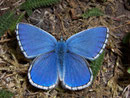 Polyommatus bellargus (Himmelblauer Bläuling, Männchen) / CH BE Hasliberg 1050 m, 04. 05. 2007