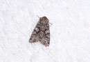 Hada plebeia (Zahneule) / NOCTUIDAE (Eulen)