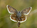 Polyommatus bellargus (Himmelblauer Bläuling, Weibchen) / CH VS Val d'Hérens, La Forclaz, Le Tsaté 1850 m, 31. 08. 2011