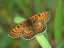 Melitaea cinxia (Gemeiner Scheckenfalter) / NYMPHALIDAE/Tribus Meliteaini (Edelfalter)