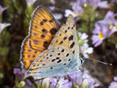 Lycaena alciphron gordius (Violetter Feuerfalter, Männchen) / CH VS Gspon 2060 m, 12. 08. 2009