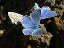 Polyommatus bellargus (Himmelblauer Bläuling, Männchen) / CH VS Rosswald Stafel 1980 m, 23. 09. 2011