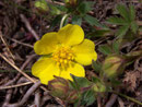 Potentilla pusilla (Flaum-Fingerkraut) / Rosaceae