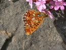 Boloria euphrosyne (Veilchen-Perlmuttfalter) / CH BE Hasliberg 1100 m, 25. 04. 2014
