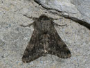 Apocheima hispidaria (Gelbfühler-Dickleibspanner) / GEOMETRIDAE/Ennominae (Spanner)