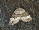Colostygia turbata / GEOMETRIDAE/Larentiinae (Spanner) 