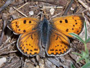 Lycaena alciphron gordius (Violetter Feuerfalter) / Frankreich Garrigue bei Nîmes 146 m, 01. 05. 2010