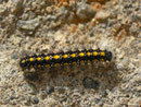 Callimorpha dominula (Schönbär, Jungraupe) / CH BE Hasliberg 1050 m, 21. 10. 2013