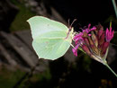 Gonepteryx rhamni (Zitronenfalter, Weibchen) / CH BE Hasliberg 1050 m, 01. 08. 2009