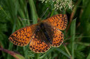 Boloria napaea (Ähnlicher Perlmuttfalter) / NYMPHALIDAE/Heliconiinae (Edelfalter)