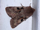 Orthosia gothica (Gothica Kätzcheneule)  / NOCTUIDAE (Eulen)