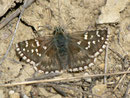 Pyrgus onopordi / HESPERIIDAE/Pyrginae (Dickkopffalter)