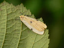 Lithosia quadra (Vierpunkt-Flechtenbär, Weibchen) / ARCTIIDAE/Lithosiinae (Bärenspinner)