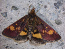 Pyrausta aurata (Goldzünsler) / CRAMBIDAE/Pyraustinae(Zünsler)