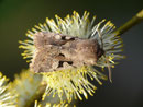 Orthosia gothica (Gothica Kätzcheneule) / CH BE Hasliberg 1050 m, 15. 04. 2015