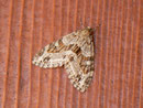 Trichopteryx polycommata (Gestrichelter Bindenspanner) / GEOMETRIDAE/Larentiinae (Spanner)