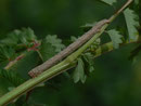 Alcis repandata (Braunmarmorierter Baumspanner, Raupe) / CH BE Hasliberg 1200 m, 25. 05. 2015300 m, 13. 05. 2015