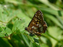 Hamearis lucina (Frühlings-Scheckenfalter) / CH FR Jaun 1064 m, 28. 05. 2015