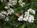Lycaena tityrus (Brauner Feuerfalter, Weibchen) / CH BE Hasliberg, 25. 08. 2006