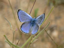Glaucopsyche melanops (Männchen) / LYCAENIDAE/Polyommationi (Bläulinge)