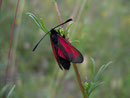 Zygaena purpuralis (Thymian-Widderchen)