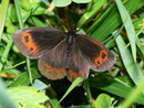 Erebia aethiops  (Graubindiger Mohrenfalter, Männchen) / CH BE Hasliberg 1050 m, 27. 07. 2011
