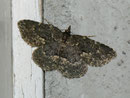 Parascotia fuliginaria (Pilzeule) / NOCTUIDAE (Eulen)