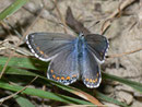 Polyommatus bellargus (Himmelblauer Bläuling, Weibchen) / CH VS Grimentz 1980 m, 11. 10. 2010