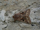 Orthosia gothica (Gothica Kätzcheneule) / CH BE Hasliberg 1050 m, 12. 04. 2015