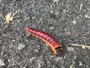 Cossus cossus (Weidenbohrer) / CH SG Wil, Im Acker, 05. 05. 2024 @ Marlene Thomann