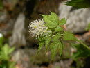 Actaea spicata  (Christophskraut) / Ranunculaceae