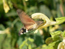 Macroglossum stellatarum (Taubenschwänzchen) / CH BE Hasliberg 1180 m, 04. 09. 2015