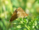 Euphydryas aurinia debilis  (Skabiosen-Scheckenfalter) / CH VS Col de Verne 1650 m, 09. 07. 2012