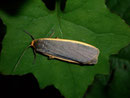 Eilema depressa (Nadelwald-Flechtenbärchen) / ARCTIIDAE/Lithosiinae (Bärenspinner)