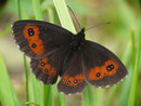 Erebia ligea (Weissbindiger Mohrenfalter, Männchen) / CH UR Meiental, Gitzichrummenflue 1613 m, 13. 07. 2017