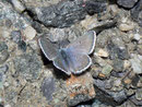Plebeius glandon (Dunkler Alpenbläuling, Männchen) / LYCAENIDAE/Polyommatini (Bläulinge)