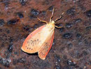 Miltochrista miniata (Rosaroter Flechtenbär) / CH BE Hasliberg 1170 m, 03. 09. 2010