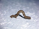 Deileptenia ribeata (Moosgrüner Rindenspanner)