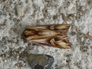 Actinotia polyodon (Vielzahn-Johanniskrauteule) / NOCTUIDAE (Eulen) 