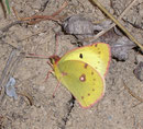 Colias alphacariensis (Hufeisenklee-Gelbling) / PIERIDAE/Coliadinae (Weisslinge, Gelblinge)