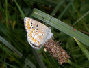 Aricia artaxerxes allous / CH BE Hasliberg 1400 m, 01. 07. 2007
