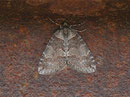 Hydriomena ruberata (Weiden-Palpenspanner) / GEOMETRIDAE/Larentiinae (Spanner)